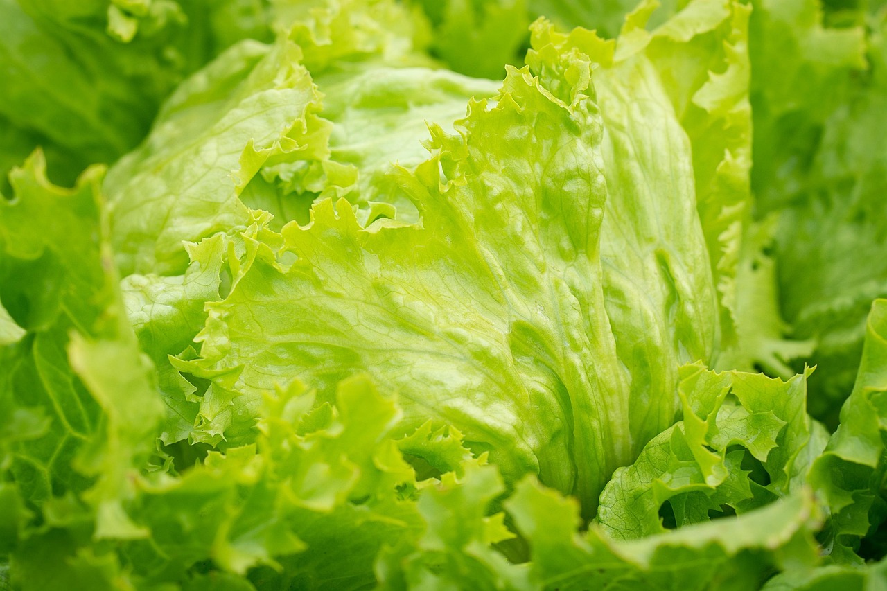 salad, iceberg lettuce, green, lettuce leaves, garden, kitchen garden, vegetable garden, healthy, nature, raw, vegan, vegetarian, raw food, natural product