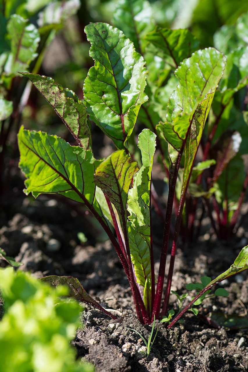 beetroot, red beet, edge, foxtail plant, garden, in the garden, plant, green, leaves, growth, grow, bio, kitchen garden, crop, vegetables, nature, naturally, natural product, close up, healthy, turnip, will, beetroot, beetroot, beetroot, beetroot, beetroot, red beet